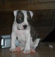 AMSTAFF - A