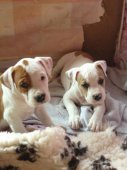 AMSTAFF - B