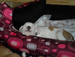 AMSTAFF - A