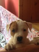 AMSTAFF - B